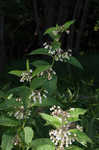 Poke milkweed